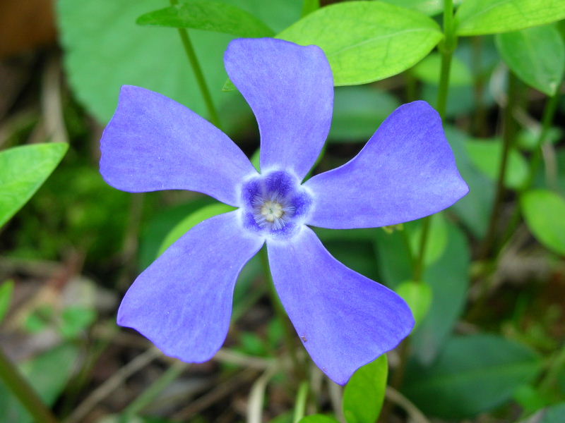 Vinca minor e altre pervinche